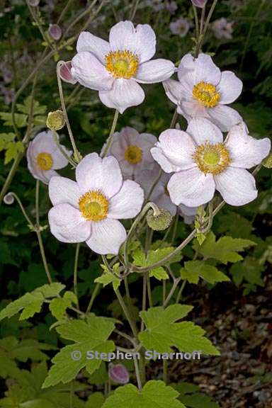 anemone tomentosa 1 graphic